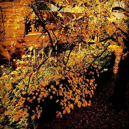 Guest house Casa Sull'albero 4*